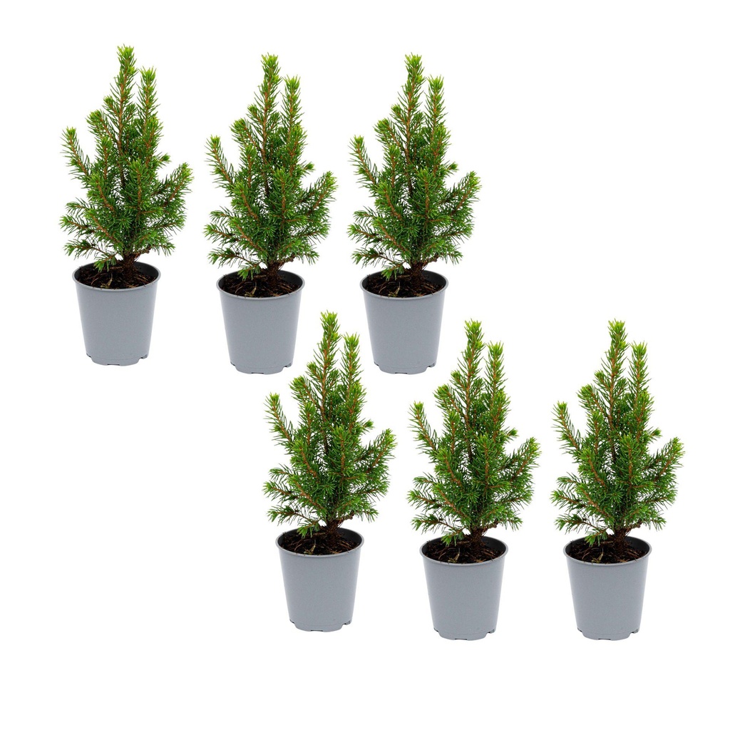 6x Mini-Weihnachtsbaum - ↑15-20 cm - Ø 6 cm Picea Glauca Perfecta