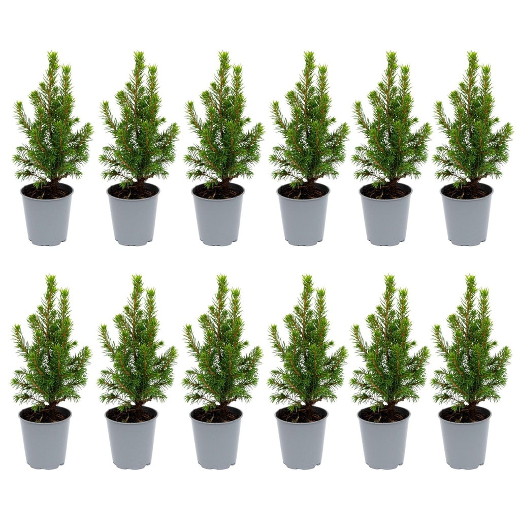 12x Mini-Weihnachtsbaum - ↑15-20 cm - Ø 6 cm Picea Glauca Perfecta