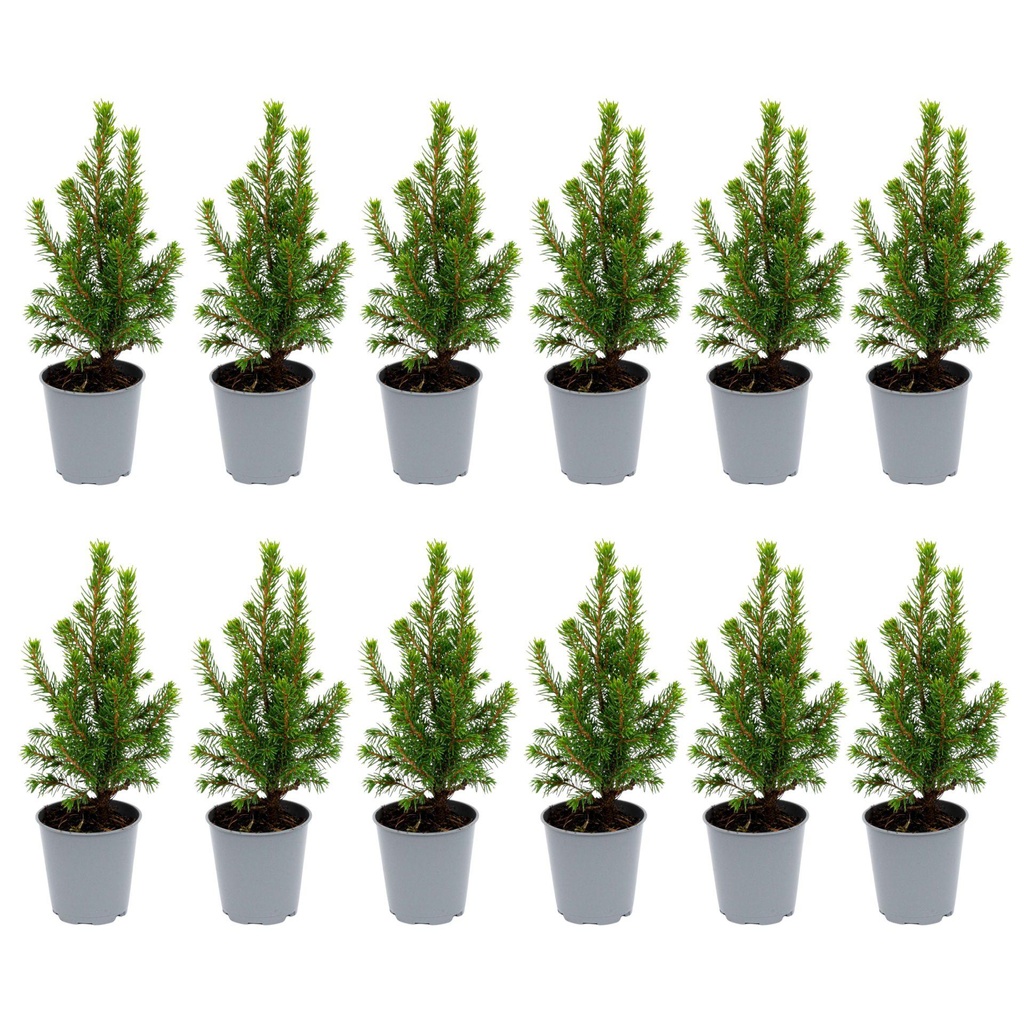 Mini-Weihnachtsbaum 12er-Set (Mini-Weihnachtsbaum) – pflegeleichte Zimmerpflanze, Topf-Ø 6 cm, Höhe ca. 20 cm