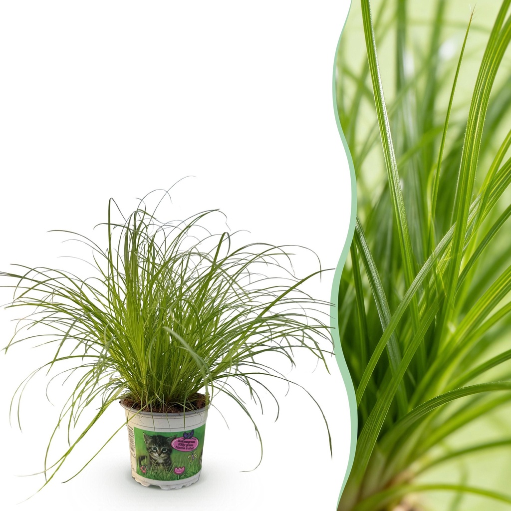 Zimmerpflanze - Cyperus alternifolius Zumula - Katzenpflanze - Haustierfreundliche Pflanze - Grün - 1 Pflanze - Topf 12cm - Höhe 20cm