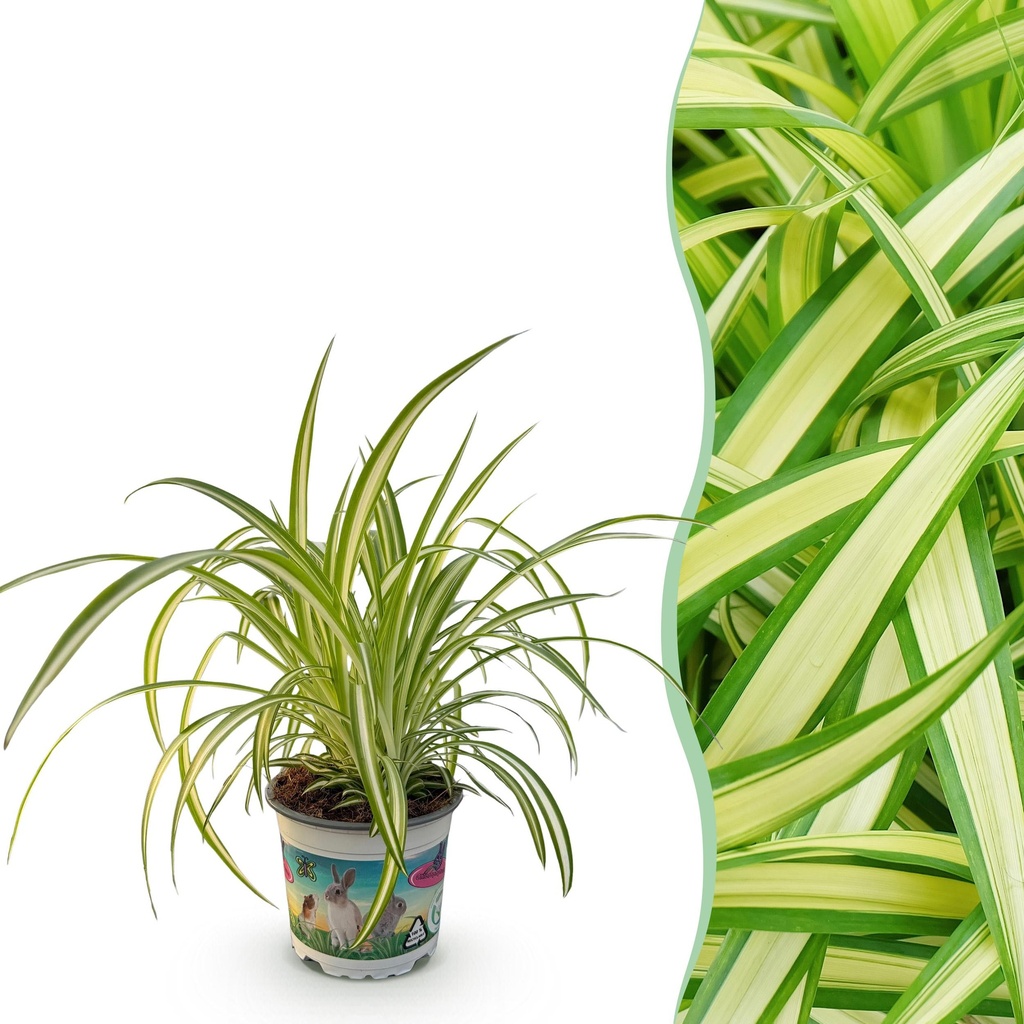 Zimmerpflanze - Chlorophytum comosum Variegatum - Bunte Graslilie - Haustierfreundliche Pflanze - Grün - 1 Pflanze - Topf 12cm - Höhe 20cm
