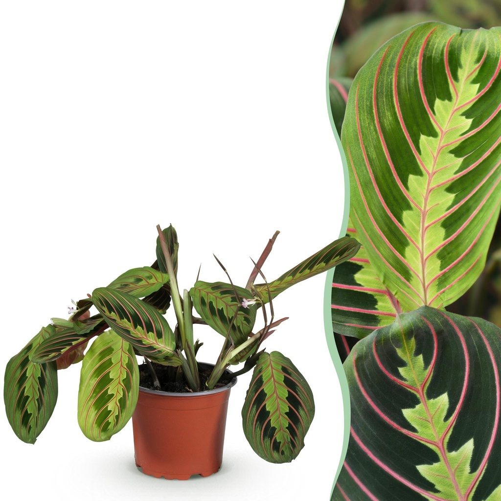 Zimmerpflanze - Maranta Fascinator Tricolour - Gebetsblatt - Haustierfreundliche Pflanze - Grün - 1 Pflanze - Topf 12cm - Höhe 25cm