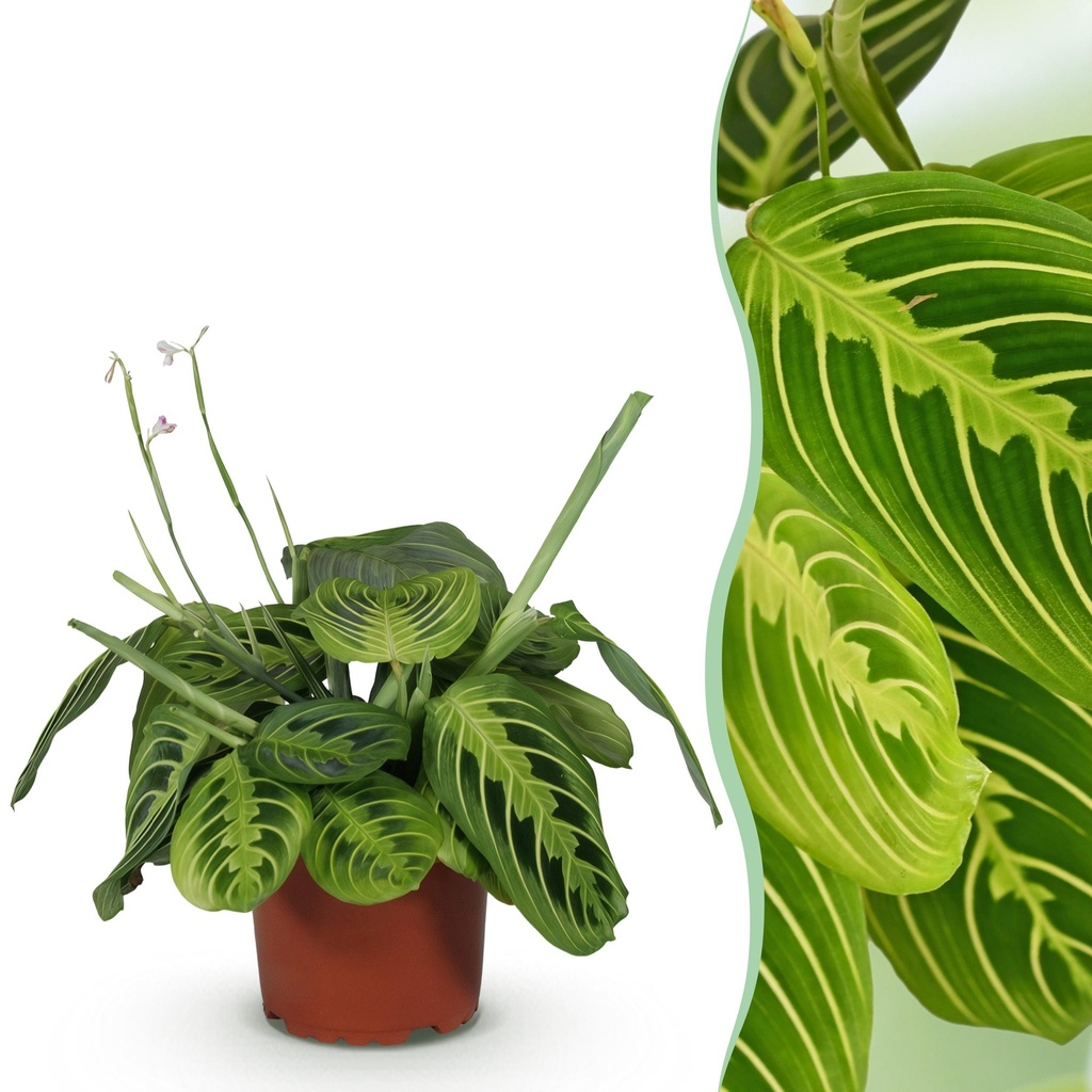 Zimmerpflanze - Maranta Fascinator Lemon Lime - Gebetspflanze - Haustierfreundliche Pflanze - Grün - 1 Pflanze - Topf 12cm - Höhe 25cm