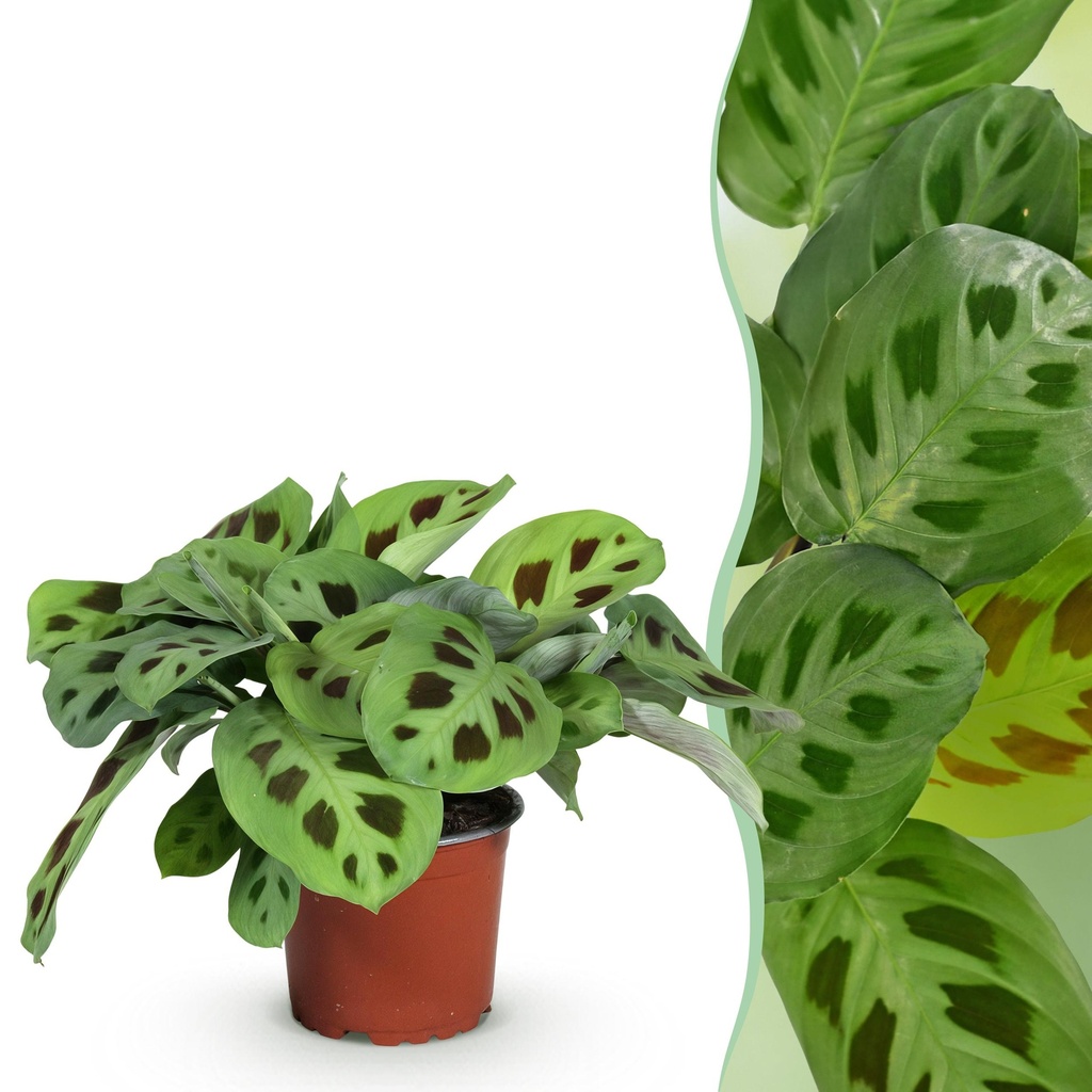 Zimmerpflanze - Maranta Fascinator Kerchoveana - Zebrapflanze - Haustierfreundliche Pflanze - Grün - 1 Pflanze - Topf 12cm - Höhe 25cm