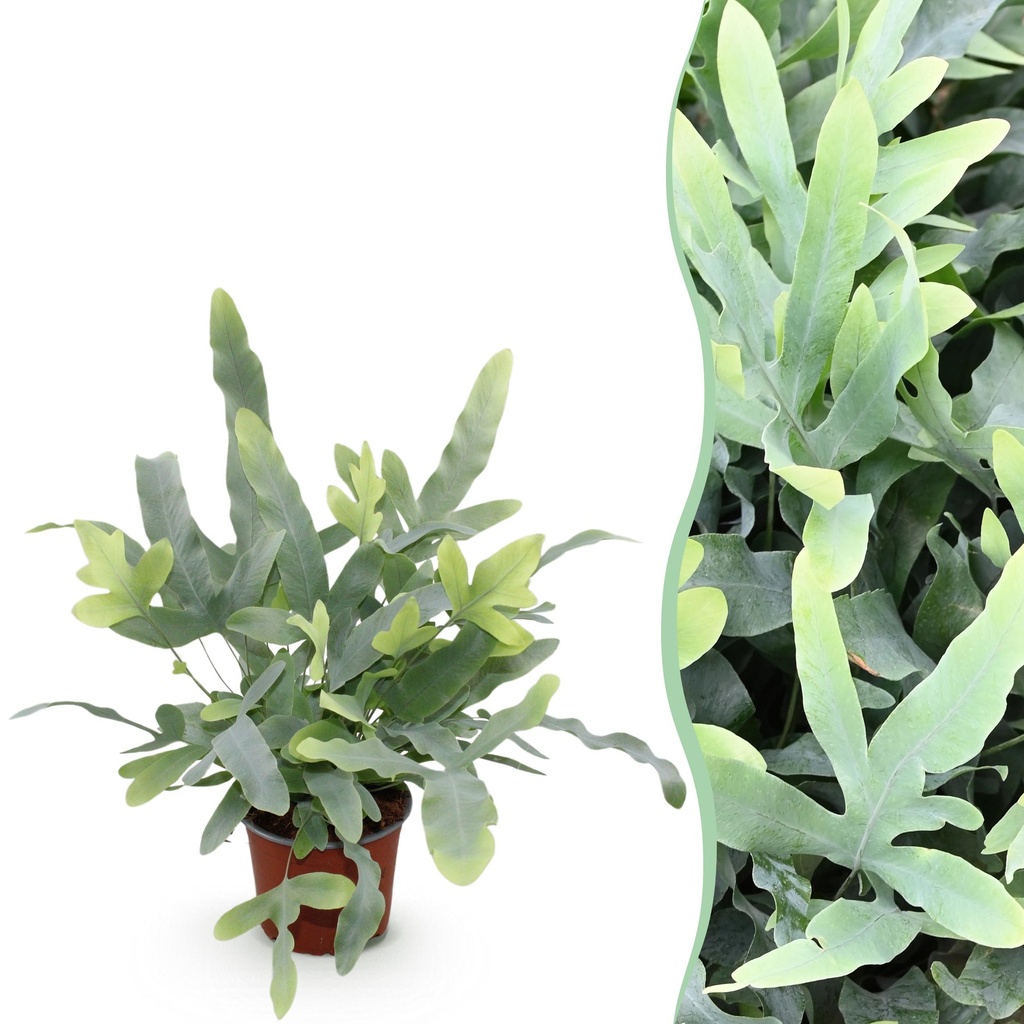 Zimmerpflanze - Phlebodium aureum Blue Star - Blaue Farn - Haustierfreundliche Pflanze - Blau - 1 Pflanze - Topf 12cm - Höhe 25cm