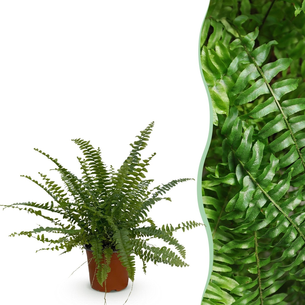 Zimmerpflanze - Nephrolepsis exaltata Green Lady - Farn - Haustierfreundliche Pflanze - Grün - 1 Pflanze - Topf 12cm - Höhe 25cm