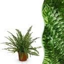 Aufrechter Schwertfarn 'Green Lady' (Nephrolepis exaltata) – pflegeleichte Zimmerpflanze, Topf-Ø 12 cm, Höhe ca. 25 cm