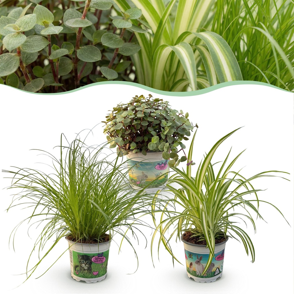 Zimmerpflanze - Cyperus - Calissia - Chlorophytum - Mix aus 3 - Haustierfreundliche Pflanzen - Grün - 3 Pflanzen - Topf 12cm - Höhe 20cm