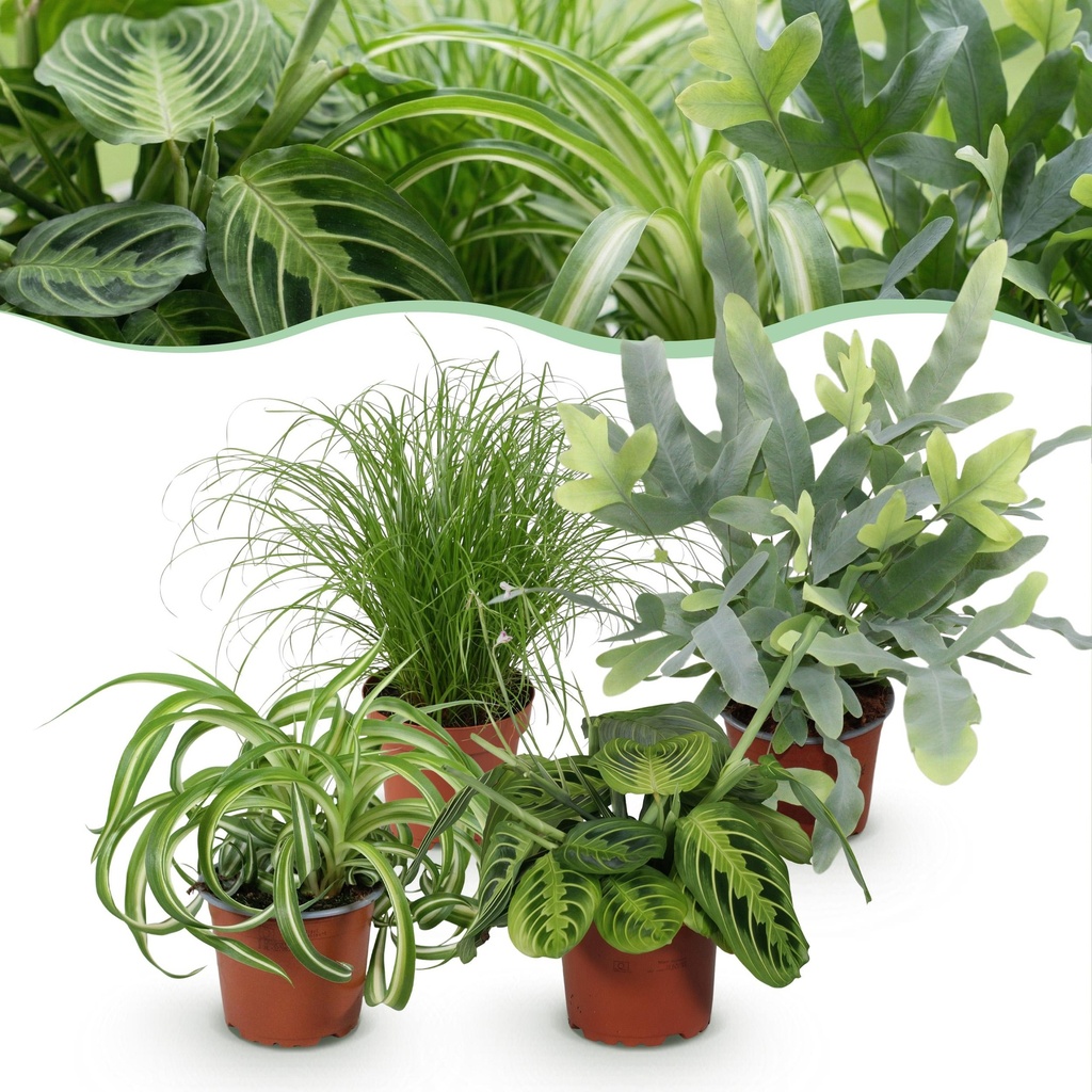 Zimmerpflanze - Chlorophytum - Cyperus - Phlebodium - Marantha - Mix aus 4 - Haustierfreundliche Pflanzen - Grün - 4 Pflanzen - Topf 12cm - Höhe 25cm