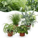 Zimmerpflanze - Chlorophytum - Cyperus - Phlebodium - Marantha - Mix aus 4 - Haustierfreundliche Pflanzen - Grün - 4 Pflanzen - Topf 12cm - Höhe 25cm