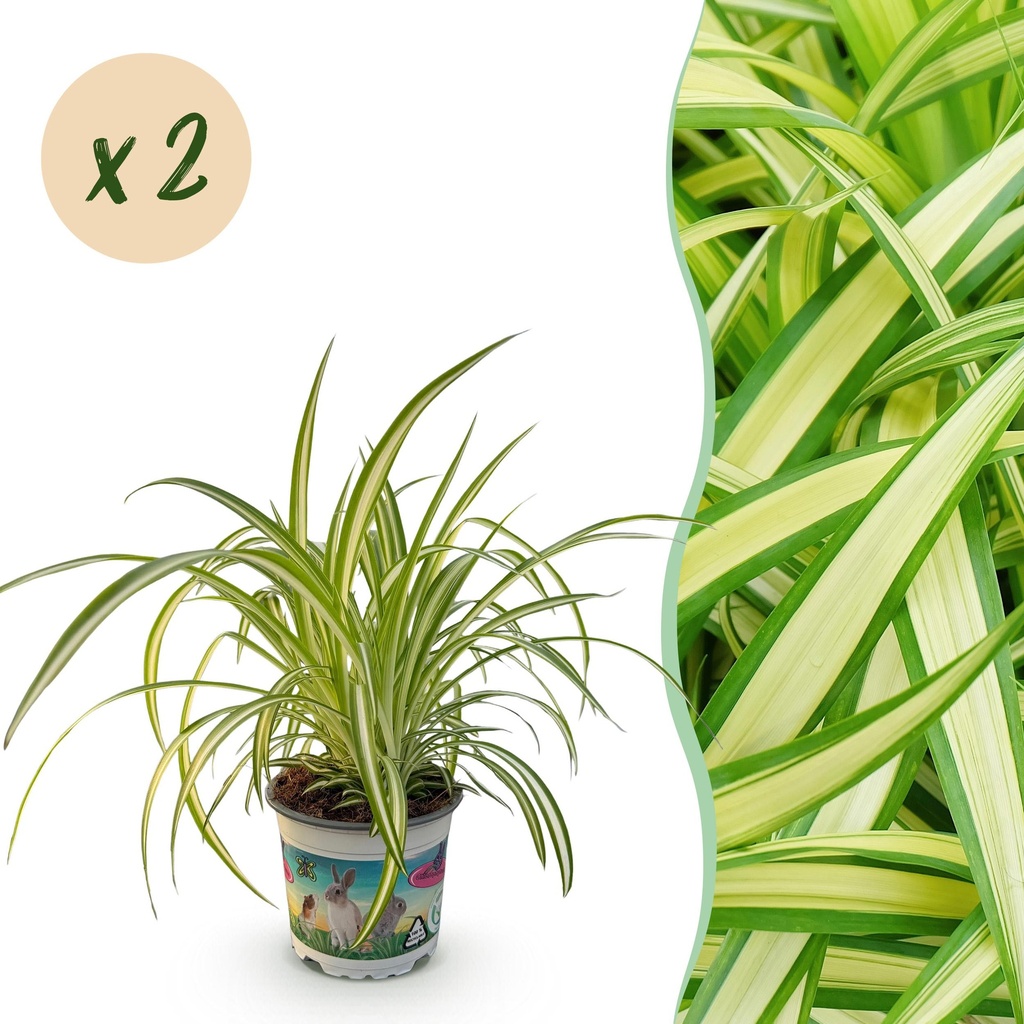 Zimmerpflanze - Chlorophytum comosum Variegatum - Katzengras - Haustierfreundlich - Bunt - 2 Pflanzen - Topf 12cm - Höhe 25-30cm