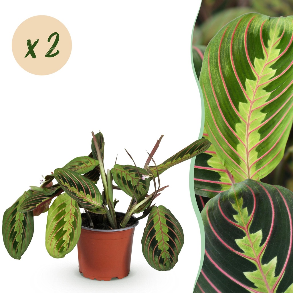 Zimmerpflanze - Maranta Fascinator Tricolour - Gebets Pflanze - Haustierfreundlich - Grün - 2 Pflanzen - Topf 12cm - Höhe 30-35cm