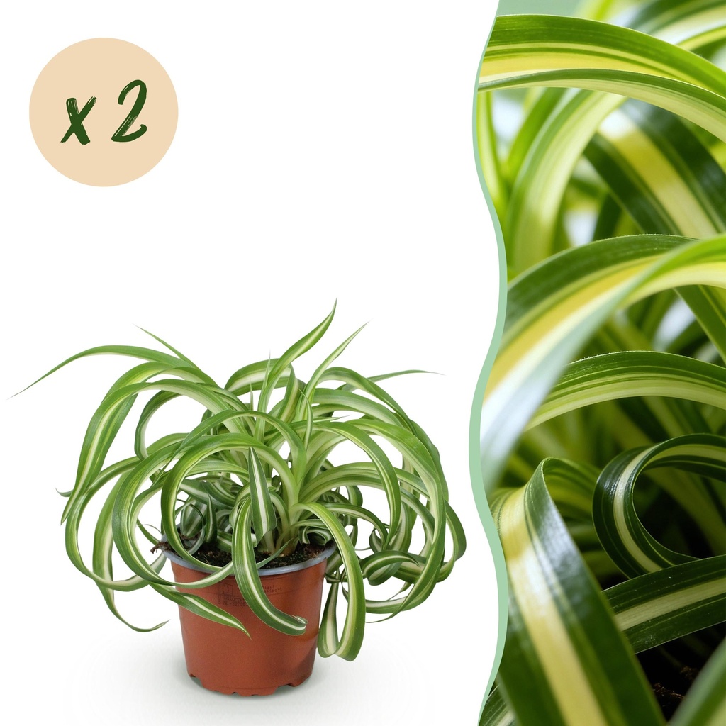 Zimmerpflanze - Chlorophytum comosum Bonnie - Gewelltes Grünlilie - Haustierfreundlich - Bunt - 2 Pflanzen - Topf 12cm - Höhe 20-25cm