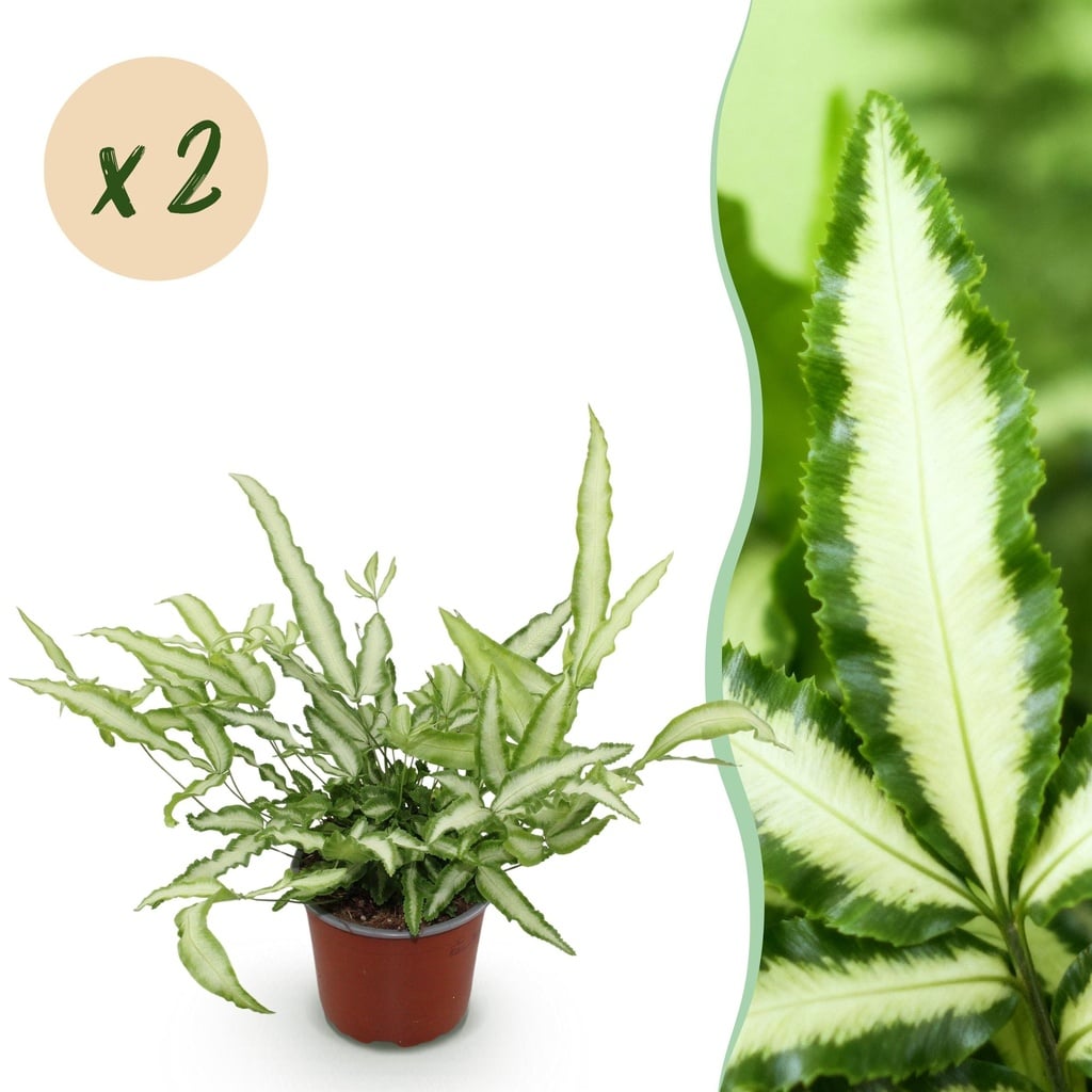 Zimmerpflanze - Pteris cretica Albolineata - Streifenfarn - Haustierfreundlich - Bunt - 2 Pflanzen - Topf 12cm - Höhe 28-30cm