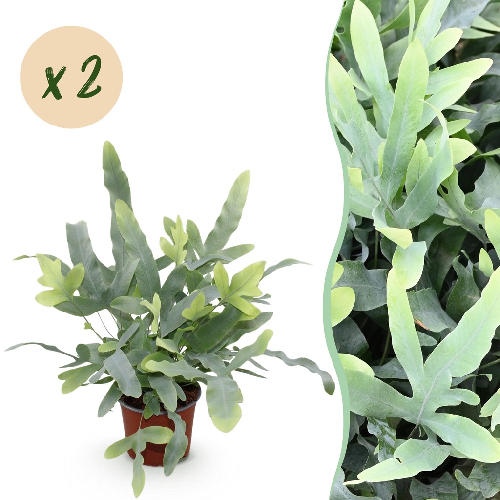 Zimmerpflanze - Phlebodium aureum Blue Star - Blaue Farn - Haustierfreundlich - Blau - 2 Pflanzen - Topf 12cm - Höhe 25-30cm