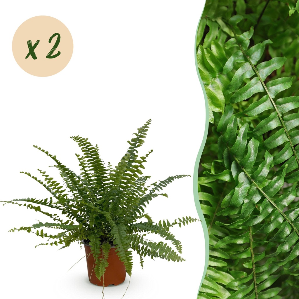 Zimmerpflanze - Nephrolepsis exaltata Green Lady - Farn - Haustierfreundlich - Grün - 2 Pflanzen - Topf 12cm - Höhe 28-30cm