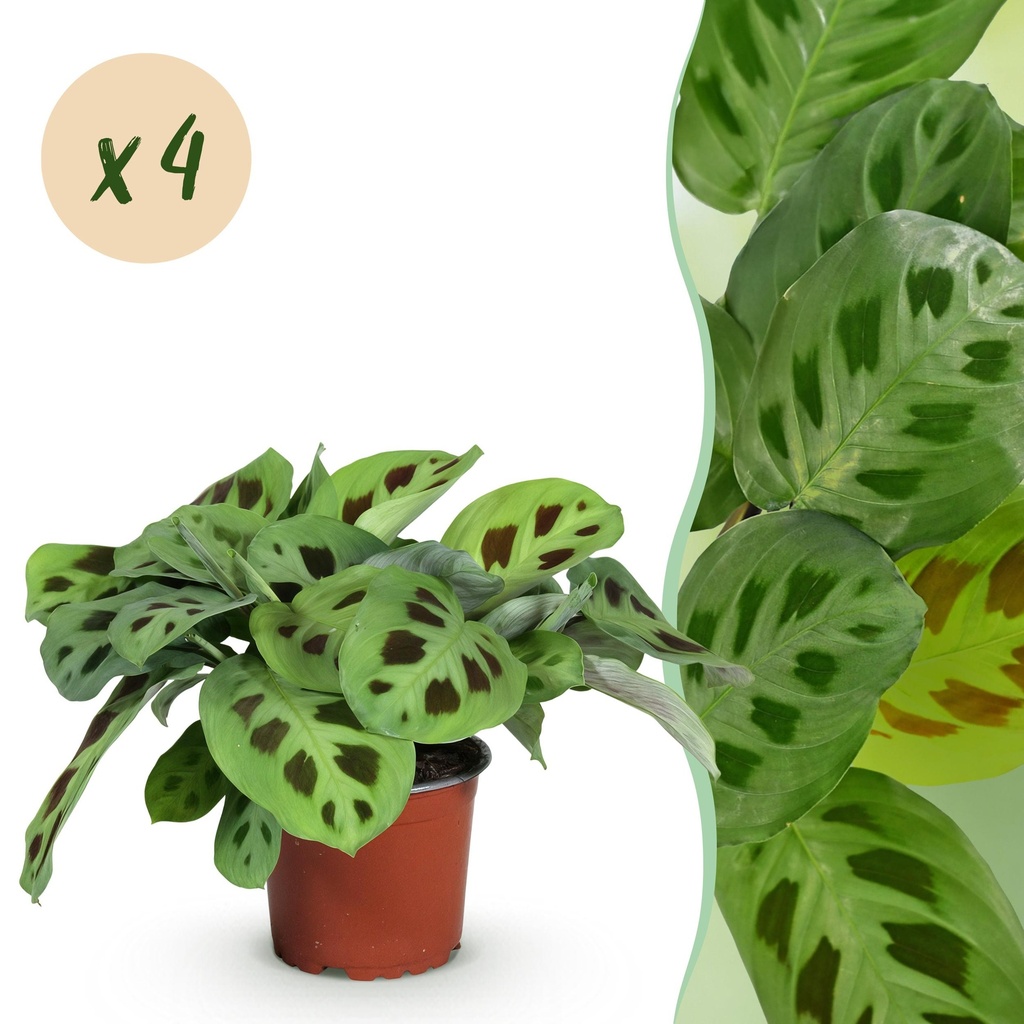 Zimmerpflanze - Maranta Fascinator Kerchoveana - Gebetsblatt - Haustierfreundlich - Grün - 4 Pflanzen - Topf 12cm - Höhe 30-35cm
