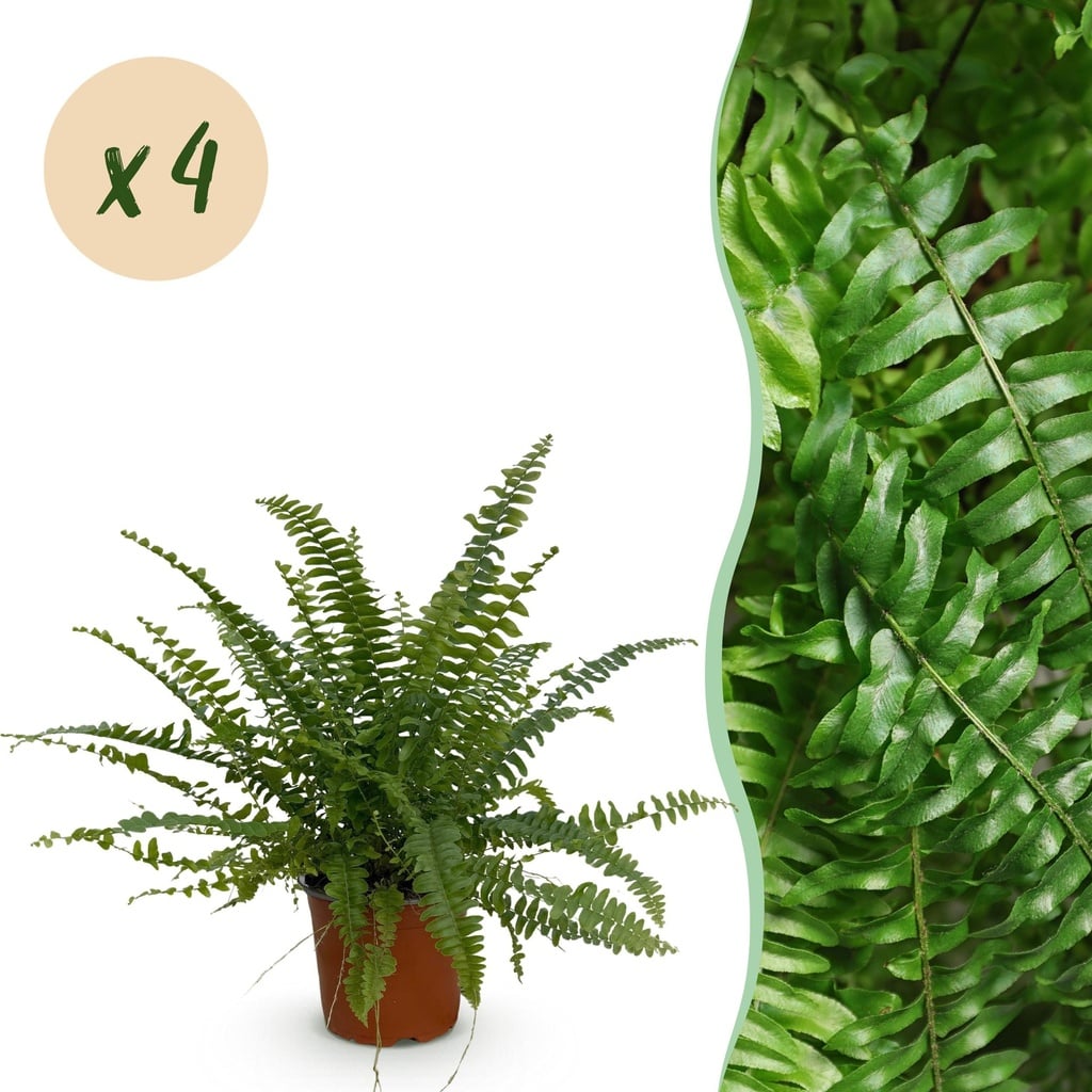 Zimmerpflanze - Nephrolepsis exaltata Green Lady - Farn - Haustierfreundlich - Grün - 4 Pflanzen - Topf 12cm - Höhe 28-30cm