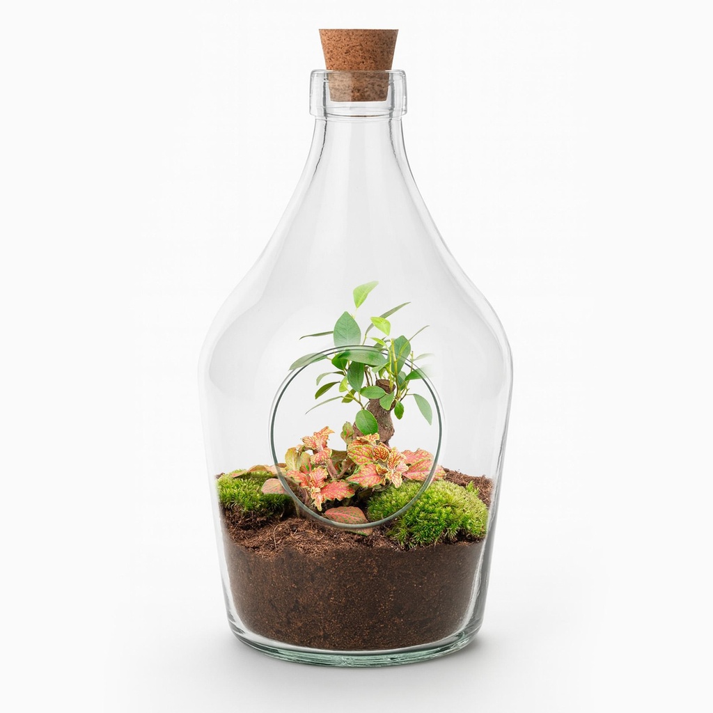 Offenes Terrarium John - Bonsai & Rubin Limette Höhe ca. 30 cm