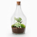 Offenes Terrarium Joss - Calathea Makoyana & Fittonia Weißer Tiger Höhe ca. 30 cm