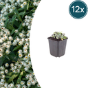 Perlkörbchen 'Silberimmortelle' (Anaphalis triplinervis) – winterharte Beetstaude, 12 Pflanzen, Topf-Ø 9 cm, Höhe ca. 15 cm