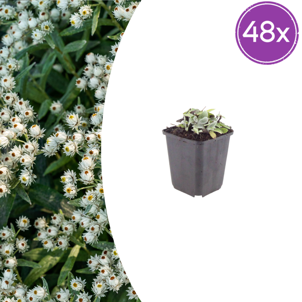 Himalaya-Perlkörbchen 48er-Set (Anaphalis triplinervis) – winterharte Staude, Topf-Ø 9 cm, Höhe ca. 25 cm