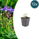 Gemeine Akelei (Aquilegia vulgaris) – winterharte Staude, 12 Pflanzen, Topf-Ø 9 cm, Höhe ca. 15 cm