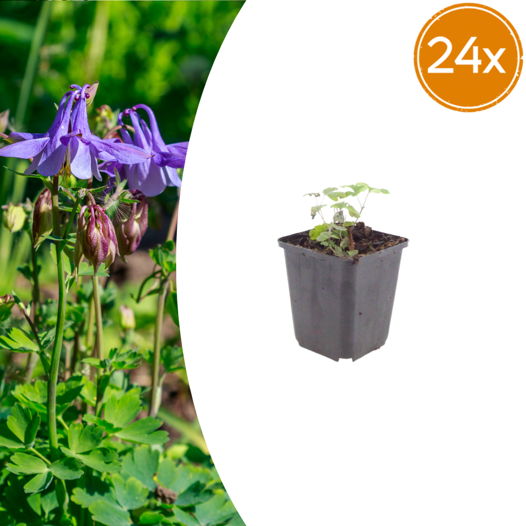 Gemeine Akelei 24er-Set (Aquilegia vulgaris) – winterharte Staude, Topf-Ø 9 cm, Höhe ca. 25 cm