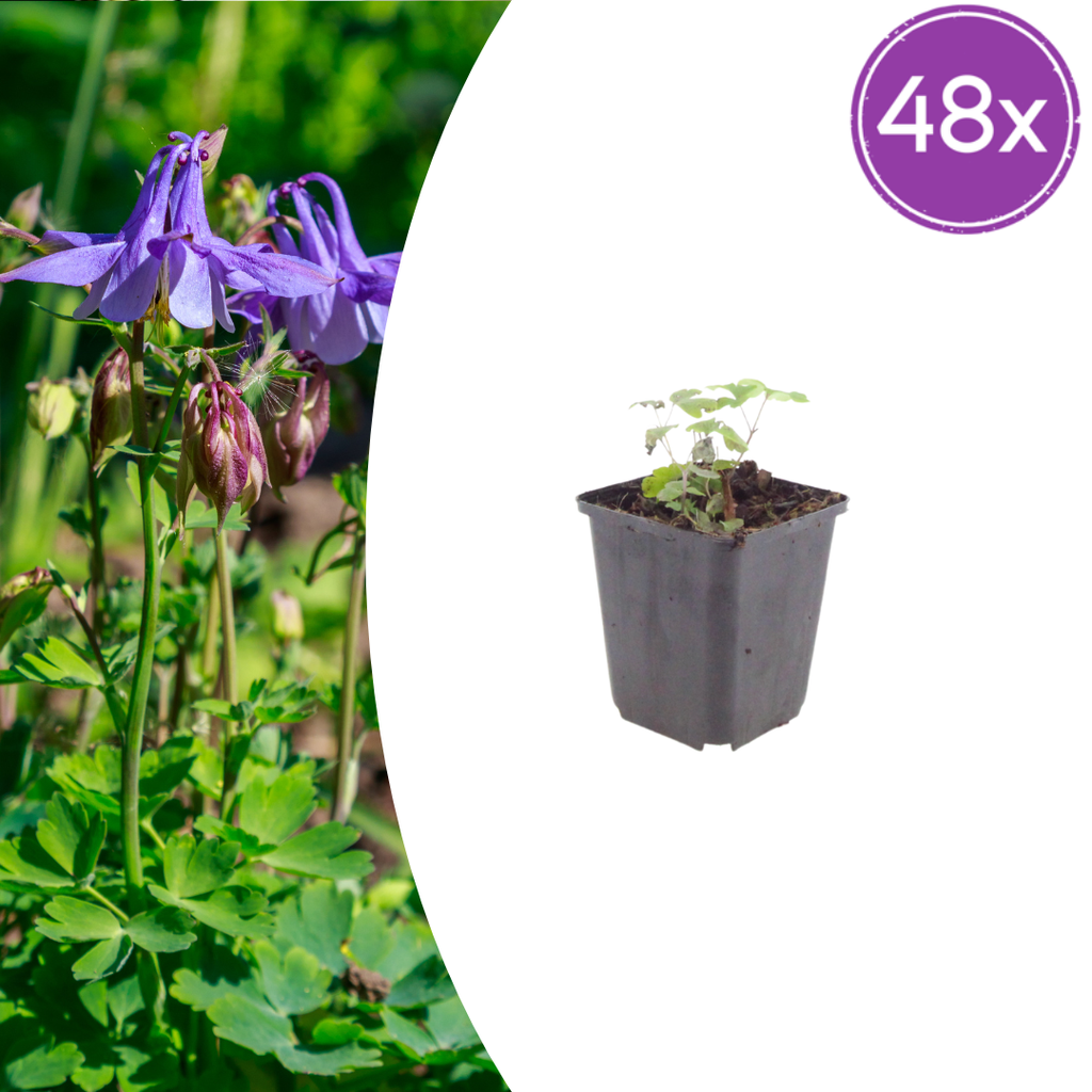 Gemeine Akelei 48er-Set (Aquilegia vulgaris) – winterharte Staude, Topf-Ø 9 cm, Höhe ca. 25 cm