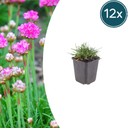 Grasnelke 'Splendens' 12er-Set (Armeria maritima) – winterharte Staude, Topf-Ø 9 cm, Höhe ca. 9 cm