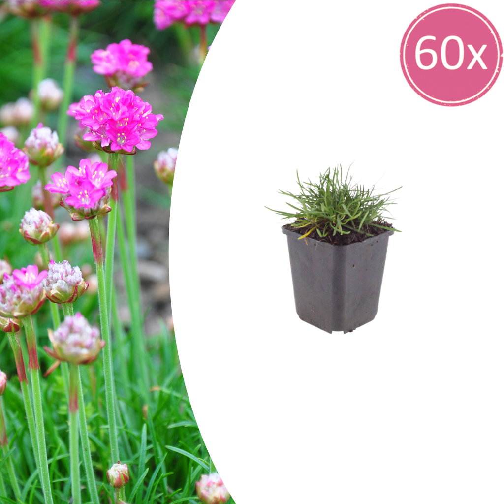 Grasnelke 'Splendens' 60er-Set (Armeria maritima) – winterharte Staude, Topf-Ø 9 cm, Höhe ca. 9 cm