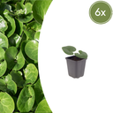 Haselwurz 6er-Set (Asarum europaeum) – winterharte Staude, Topf-Ø 9 cm, Höhe ca. 25 cm