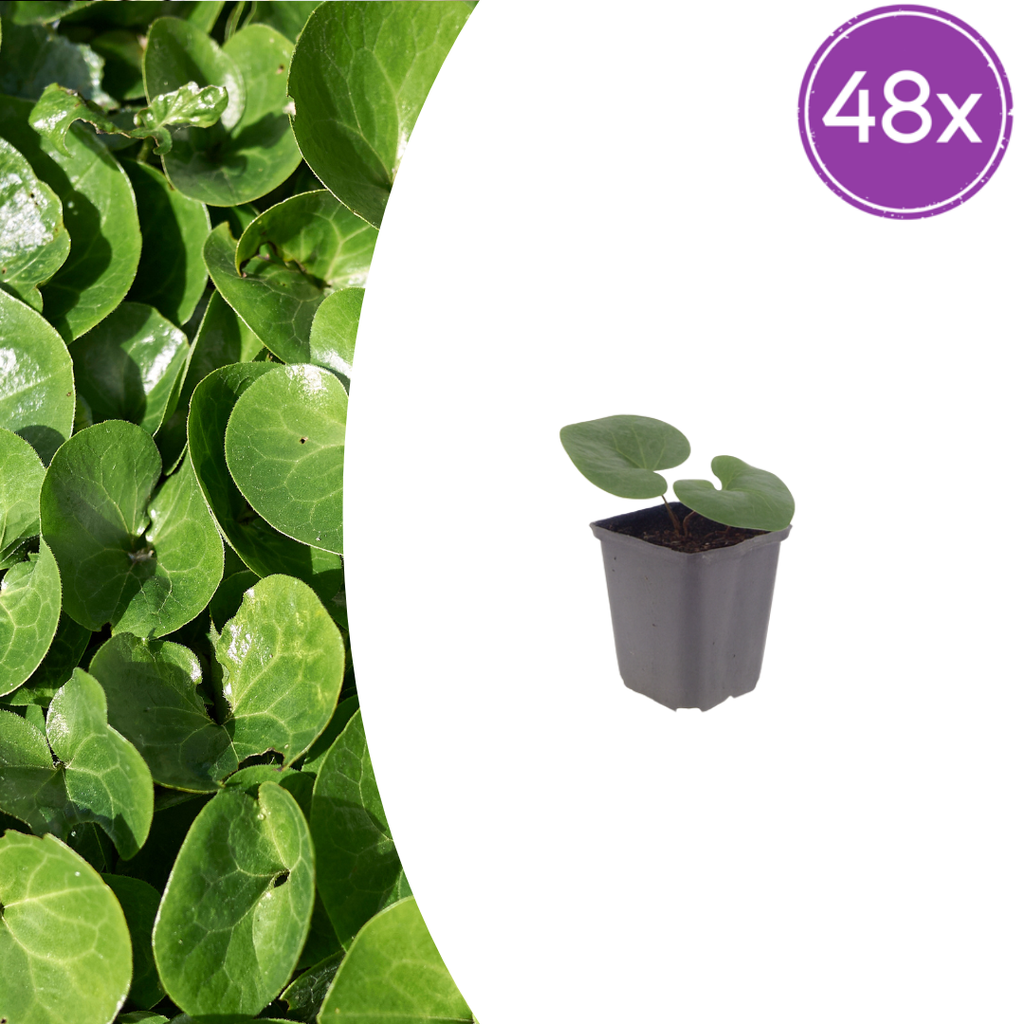 Haselwurz 48er-Set (Asarum europaeum) – winterharte Staude, Topf-Ø 9 cm, Höhe ca. 25 cm