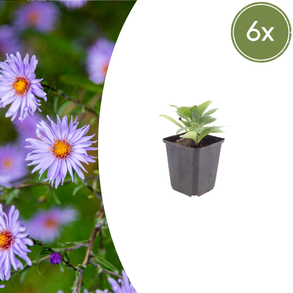 Frikart-Aster 'Monch' 6er-Set (Aster frikartii) – winterharte Staude, Topf-Ø 9 cm, Höhe ca. 25 cm