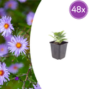 Frikart-Aster 'Monch' 48er-Set (Aster frikartii) – winterharte Staude, Topf-Ø 9 cm, Höhe ca. 25 cm