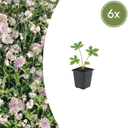 Große Sterndolde 6er-Set (Astrantia major) – winterharte Staude, Topf-Ø 9 cm, Höhe ca. 25 cm