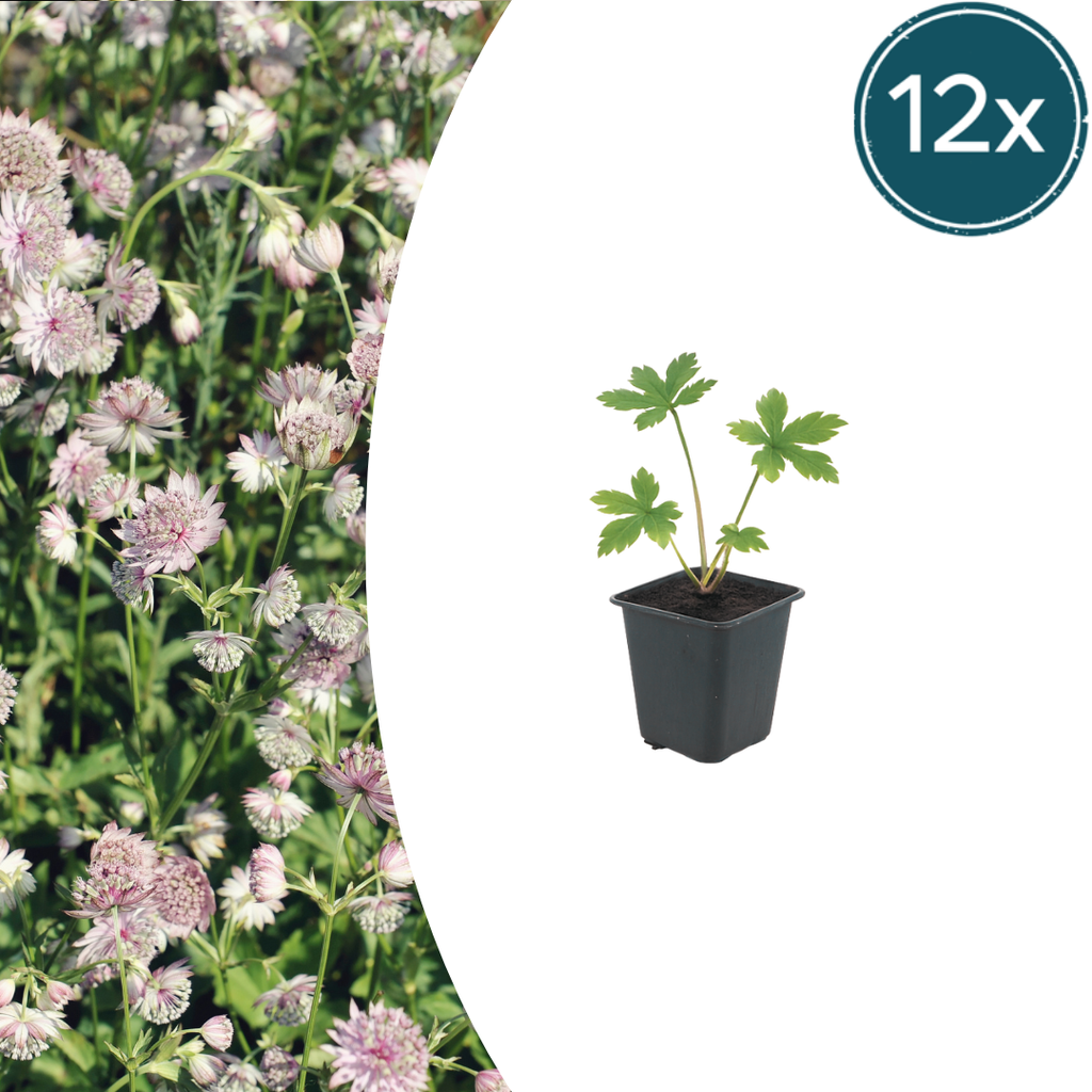 Große Sterndolde 12er-Set (Astrantia major) – winterharte Staude, Topf-Ø 9 cm, Höhe ca. 25 cm