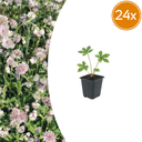 Große Sterndolde 24er-Set (Astrantia major) – winterharte Staude, Topf-Ø 9 cm, Höhe ca. 25 cm
