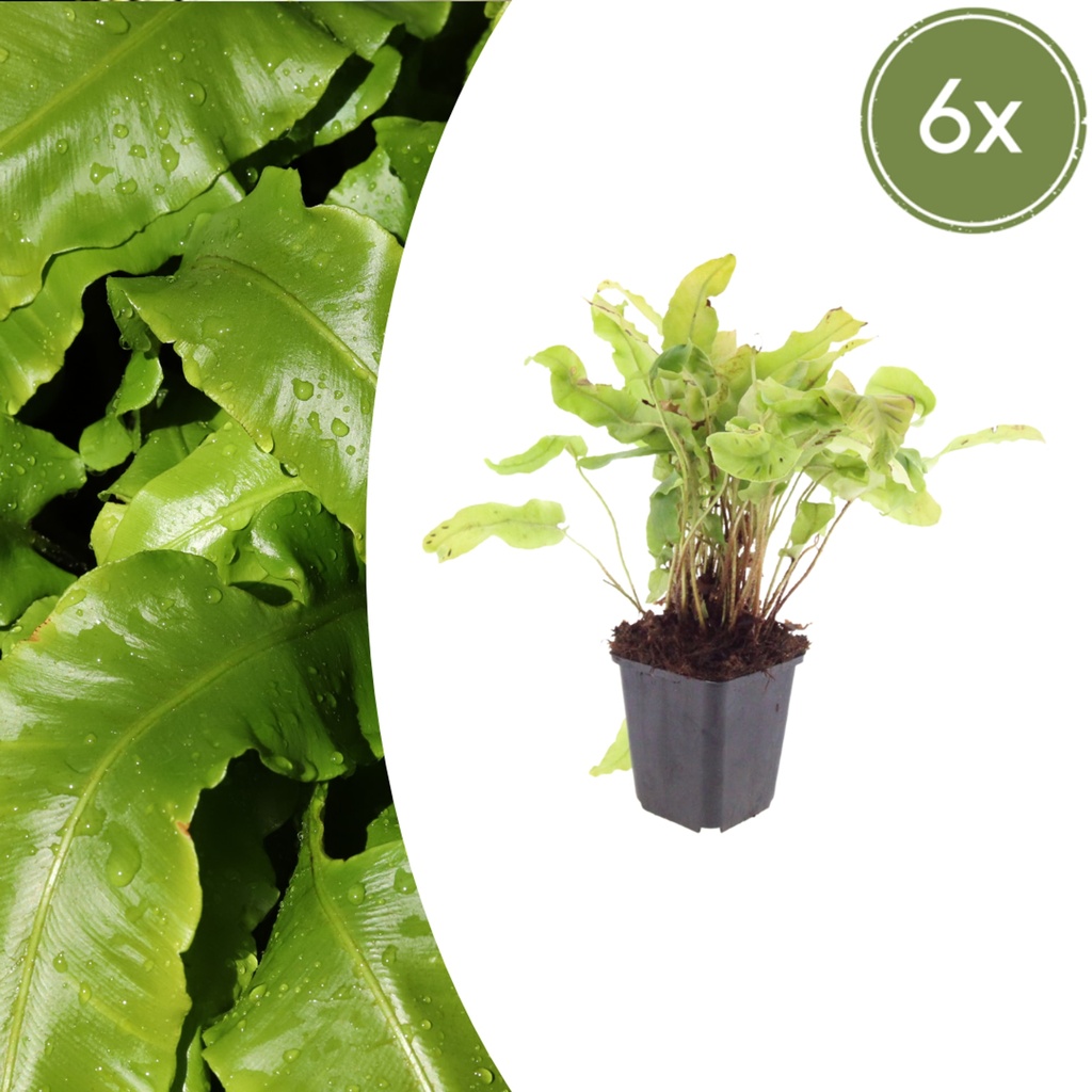 Hirschzungenfarn 6er-Set (Asplenium scolopendrium) – pflegeleichte Zimmerpflanze, Topf-Ø 9 cm, Höhe ca. 25 cm