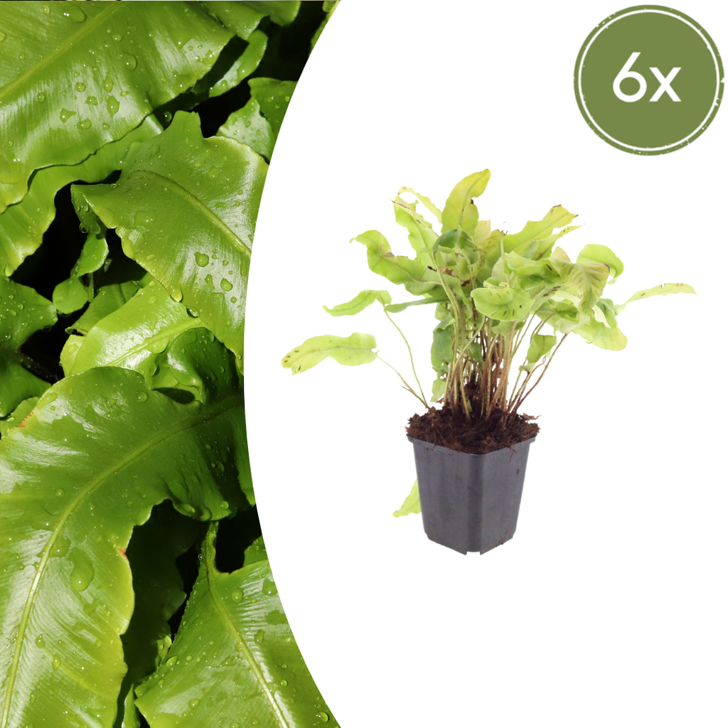 Hirschzungenfarn 6er-Set (Asplenium scolopendrium) – pflegeleichte Zimmerpflanze, Topf-Ø 9 cm, Höhe ca. 25 cm