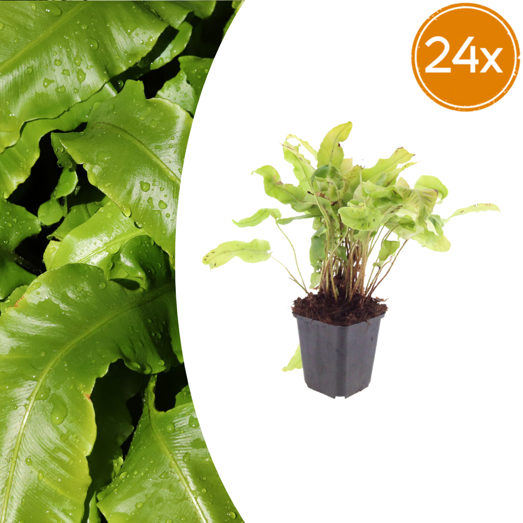 24x Asplenium scolopendrium - ↕10-25cm - Ø9cm