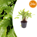 Hirschzungenfarn 24er-Set (Asplenium scolopendrium) – pflegeleichte Zimmerpflanze, Topf-Ø 9 cm, Höhe ca. 25 cm