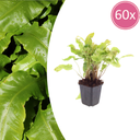 Hirschzungenfarn 60er-Set (Asplenium scolopendrium) – pflegeleichte Zimmerpflanze, Topf-Ø 9 cm, Höhe ca. 25 cm