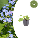 Kaukasusvergissmeinnicht 6er-Set (Brunnera macrophylla) – winterharte Schattenstaude, Topf-Ø 9 cm, Höhe ca. 25 cm