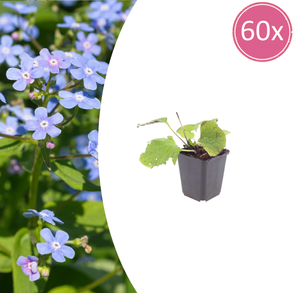 Kaukasusvergissmeinnicht 60er-Set (Brunnera macrophylla) – winterharte Staude, Topf-Ø 9 cm, Höhe ca. 25 cm