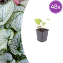 Kaukasusvergissmeinnicht 'Jack Frost' 48er-Set (Brunnera macrophylla) – winterharte Staude, Topf-Ø 9 cm, Höhe ca. 25 cm