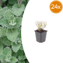 Steinquendel 24er-Set (Clinopodium nepeta) – winterharte Duftstaude, Topf-Ø 9 cm, Höhe ca. 25 cm