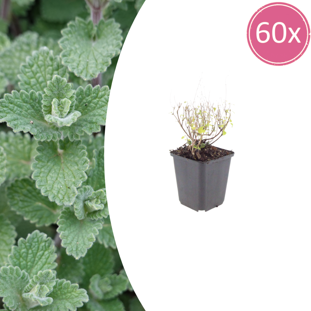 60x Calamintha n. nepeta - ↕10-25cm - Ø9cm
