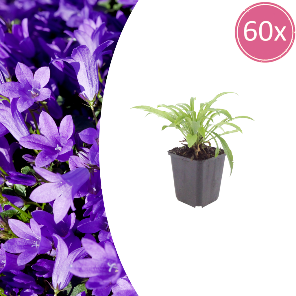 Pfirsichblättrige Glockenblume 'Coerulea' 60er-Set (Campanula persica) – winterharte Staude, Topf-Ø 9 cm, Höhe ca. 25 cm
