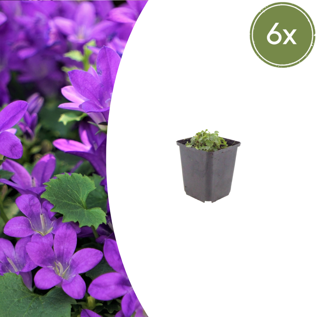Polsterglockenblume 6er-Set (Campanula portenschlagiana) – winterharte Staude, Topf-Ø 9 cm, Höhe ca. 25 cm